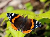 Vanessa atalanta 45, Atalanta, Saxifraga-Bart Vastenhouw