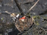 Vanessa atalanta 62, Atalanta, Saxifraga-Willem van Kruijsbergen