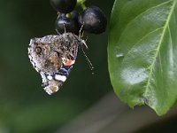 Vanessa atalanta 65, Atalanta, Saxifraga-Luuk Vermeer