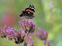 Vanessa atalanta 68, Atalanta, Saxifraga-Tom Heijnen