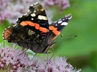 Vanessa atalanta 69, Atalanta, Saxifraga-Tom Heijnen