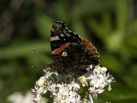 Vanessa atalanta 8, Atalanta, Saxifraga-Jan van der Straaten