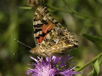 Vanessa cardui 21, Distelvlinder, Saxifraga-Jan van der Straaten