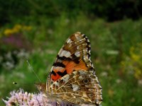 Vanessa cardui 22, Distelvlinder, Vlinderstichting-Fons Bongers