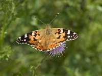 Vanessa cardui 23, Distelvlinder, Vlinderstichting-Henk Bosma