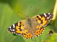 Painted lady (Vanessa cardui) sitting on leaf  Painted lady (Vanessa cardui) sitting on leaf : Vanessa, admiral, atalanta, atmosphere, autumn, beauty, black, brown, butterfly, cardui, close up, closeup, colorful, copy, copy space, environment, field, flower, fragility, green, insect, isolated, lady, lepidoptera, macro, mood, nature, nobody, object, orange, outdoor, painted, red, shot, single, space, spread, summer, sun, sunny, sunshine, symmetry, white, wing