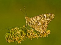 Vanessa cardui 43, Distelvlinder, Saxifraga-Rik Kruit