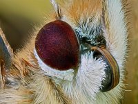 Vanessa cardui 57, Distelvlinder, Saxifraga-Ab H. Baas