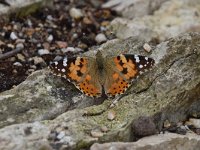 Vanessa cardui 63, Distelvlinder, Saxifraga-Luuk Vermeer