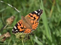 Vanessa cardui 66, Distelvlinder, Saxifraga-Luuk Vermeer