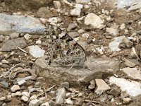 Vanessa cardui 68, Distelvlinder, Saxifraga-Willem van Kruijsbergen