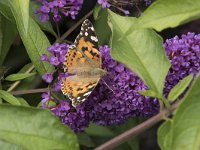 Vanessa cardui 72, Distelvlinder, Saxifraga-Willem van Kruijsbergen