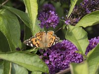 Vanessa cardui 73, Distelvlinder, Saxifraga-Willem van Kruijsbergen