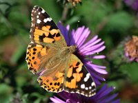 Vanessa cardui 76 Distelvlinder, Saxifraga-Tom Heijnen