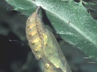 Vanessa cardui 12, Distelvlinder, pupa, Saxifraga-Frits Bink