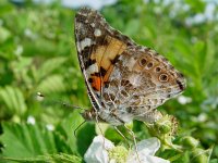 Vanessa cardui 14, Distelvlinder, Vlinderstichting-Henk Bosma