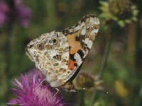 Vanessa cardui 15, Distelvlinder, Saxifraga-Marijke Verhagen