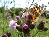 Vanessa cardui 16, Distelvlinder, Vlinderstichting-Henk Bosma