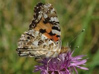 Vanessa cardui 17, Distelvlinder, Saxifraga-Marijke Verhagen