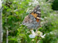 Vanessa cardui 18, Distelvlinder, Vlinderstichting-Henk Bosma