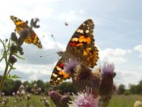 Vanessa cardui 19, Distelvlinder, Vlinderstichting-Henk Bosma