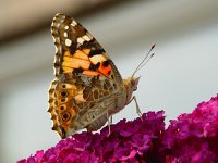 Vanessa cardui 20, Distelvlinder, Vlinderstichting-Henk Bosma