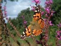 Vanessa cardui 24, Distelvlinder, Vlinderstichting-Henk Bosma