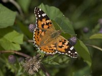 Vanessa cardui 25, Distelvlinder, Vlinderstichting-Henk Bosma