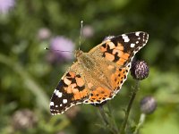 Vanessa cardui 26, Distelvlinder, Vlinderstichting-Henk Bosma