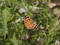 Vanessa cardui 27, Distelvlinder, Vlinderstichting-Henk Bosma