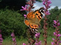 Vanessa cardui 28, Distelvlinder, Vlinderstichting-Henk Bosma