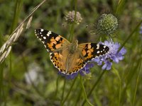 Vanessa cardui 29, Distelvlinder, Saxifraga-Jan van der Straaten