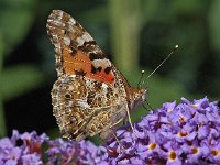 Distelvlinder #07 : Vanessa cardui, Distelvlinder