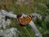 Vanessa cardui 30, Distelvlinder, Vlinderstichting-Albert Vliegenthart