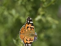 Vanessa cardui 31, Distelvlinder, Vlinderstichting-Henk Bosma