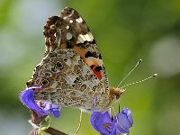 Vanessa cardui 32, Distelvlinder, Saxifraga-Elisabeth Raboin