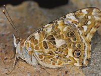 Distelvlinder 01 #45473 : Distelvlinder, Vanessa cardui, Painted lady