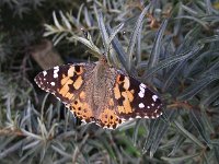 Vanessa cardui 36, Distelvlinder, Saxifraga-Frank Dorsman  Vanessa cardui, DistelvlinderAW-duinen 010911