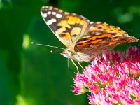 Painted lady (Vanessa cardui) sitting on sedum in the sun  Painted lady (Vanessa cardui) sitting on sedum in the sun : Vanessa, admiral, atalanta, atmosphere, autumn, beauty, black, brown, butterfly, cardui, close up, closeup, colorful, copy, copy space, environment, field, flower, fragility, green, insect, isolated, lady, lepidoptera, macro, mood, nature, nobody, object, orange, outdoor, painted, purpurascens, purpureum, red, sedum, shot, single, space, spread, summer, sun, sunny, sunshine, symmetry, telephium, white, wing