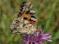 Vanessa cardui 4, Distelvlinder, Saxifraga-Marijke Verhagen