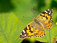 Painted lady (Vanessa cardui) sitting on leaf in the sun  Painted lady (Vanessa cardui) sitting on leaf in the sun : Vanessa, admiral, atalanta, atmosphere, autumn, beauty, black, brown, butterfly, cardui, close up, closeup, colorful, copy, copy space, environment, field, flower, fragility, green, insect, isolated, lady, lepidoptera, macro, mood, nature, nobody, object, orange, outdoor, painted, red, shot, single, space, spread, summer, sun, sunny, sunshine, symmetry, white, wing