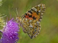 Vanessa cardui 41, Distelvlinder, Saxifraga-Rik Kruit