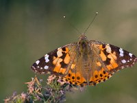 Vanessa cardui 42, Distelvlinder, Saxifraga-Rik Kruit