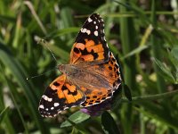 Vanessa cardui 44, Distelvlinder, Saxifraga-Peter Meininger