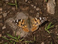 Vanessa cardui 45, Distelvlinder, Saxifraga-Marijke Verhagen