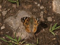 Vanessa cardui 46, Distelvlinder, Saxifraga-Marijke Verhagen