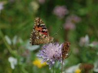 Vanessa cardui 5, Distelvlinder, Vlinderstichting-Albert Vliegenthart