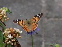 Vanessa cardui 64, Distelvlinder, Saxifraga-Luuk Vermeer