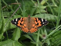 Vanessa cardui 65, Distelvlinder, Saxifraga-Luuk Vermeer