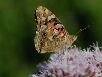 Vanessa cardui 7, Distelvlinder, Saxifraga-Arthur van Dijk